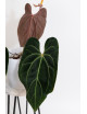 Anthurium besseae aff