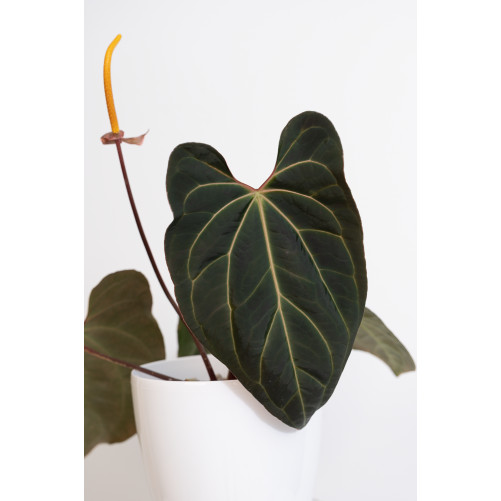 Anthurium besseae aff