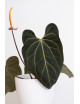 Anthurium besseae aff