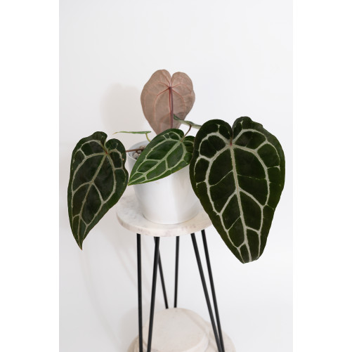 Anthurium Zara '29' x...