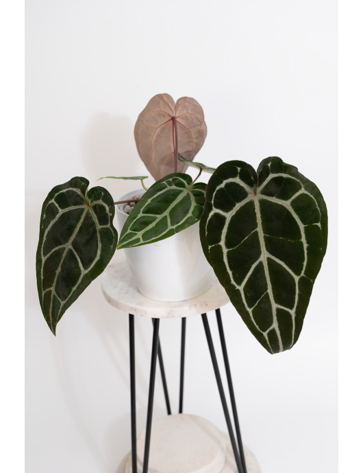 Anthurium Zara '29' x (Michelle x Zara) '28'