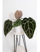 Anthurium Zara '29' x (Michelle x Zara) '28'