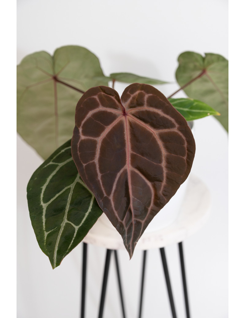 Anthurium Zara '29' x (Michelle x Zara) '28'