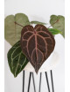 Anthurium Zara '29' x (Michelle x Zara) '28'