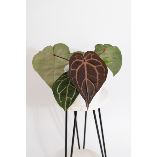 Anthurium Zara '29' x (Michelle x Zara) '28'