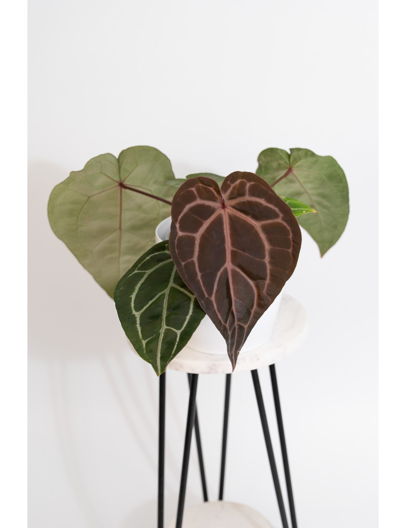 Anthurium Zara '29' x (Michelle x Zara) '28'