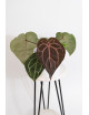 Anthurium Zara '29' x (Michelle x Zara) '28'