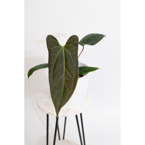 Anthurium besseae aff x...