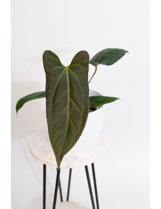 Anthurium besseae aff x pinkleyi (jungle dreams)