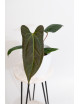 Anthurium besseae aff x pinkleyi (jungle dreams)