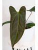 Anthurium besseae aff x pinkleyi (jungle dreams)