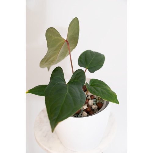 Anthurium besseae aff x pinkleyi (jungle dreams)