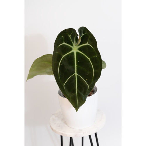 Anthurium forgetii WS x...