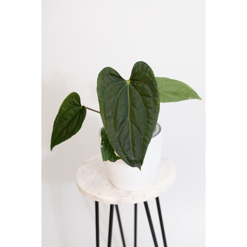 Anthurium luxurians x...