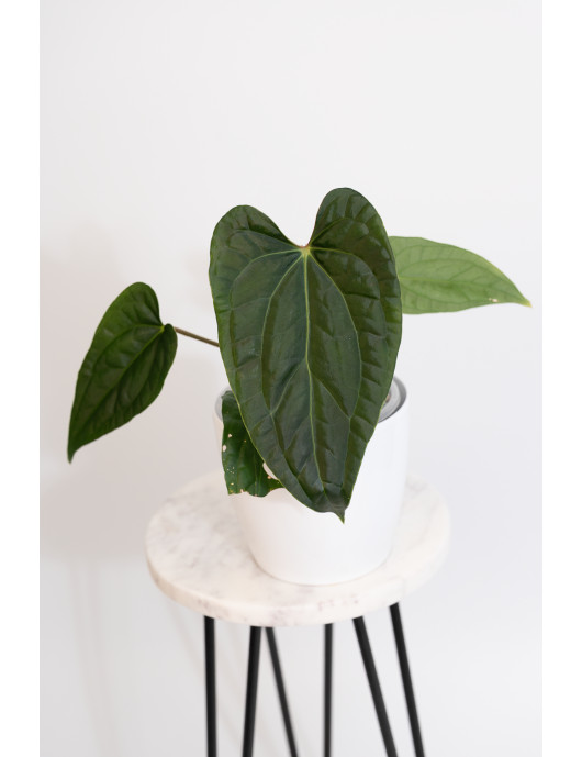 Anthurium luxurians x regale Black Diamond