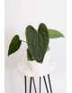 Anthurium luxurians x regale Black Diamond
