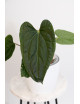 Anthurium luxurians x regale Black Diamond
