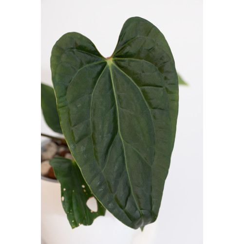 Anthurium luxurians x regale Black Diamond