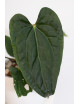 Anthurium luxurians x regale Black Diamond