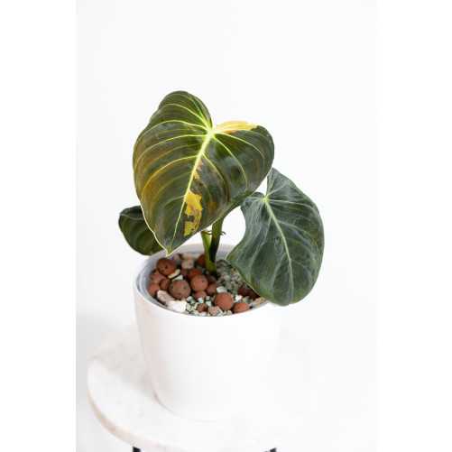 Philodendron melanochrysum...