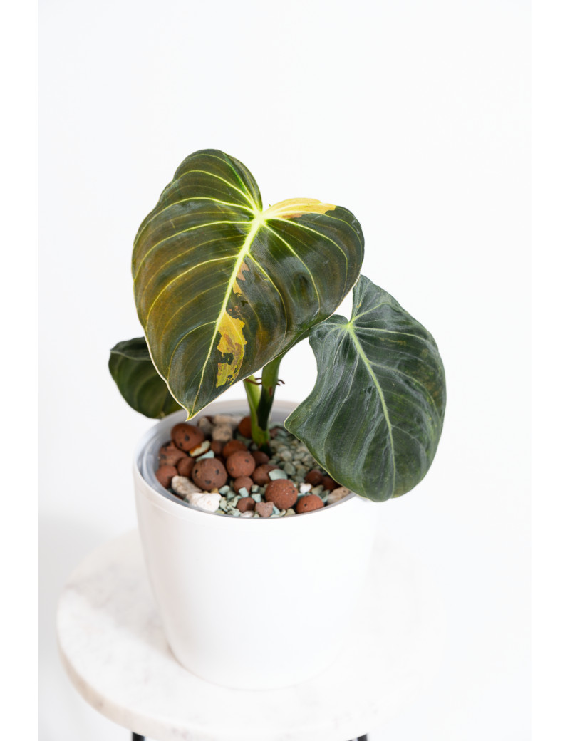 Philodendron melanochrysum variegata