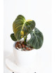 Philodendron melanochrysum variegata