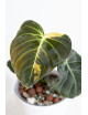 Philodendron melanochrysum variegata