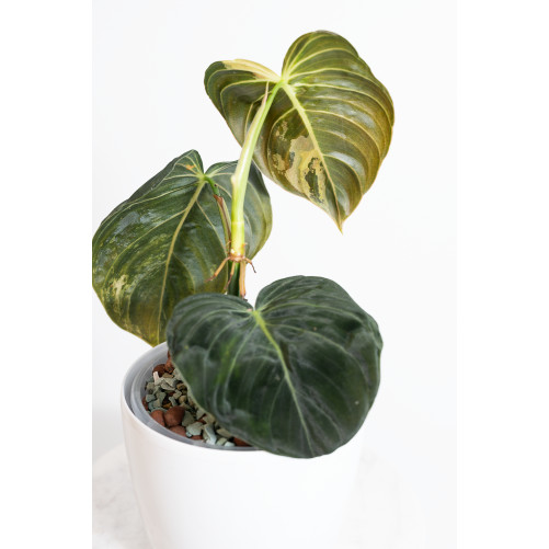 Philodendron melanochrysum variegata