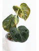 Philodendron melanochrysum variegata