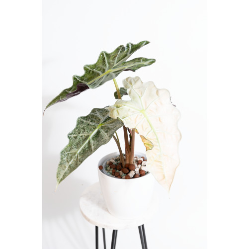 Alokazja polly rossa varie