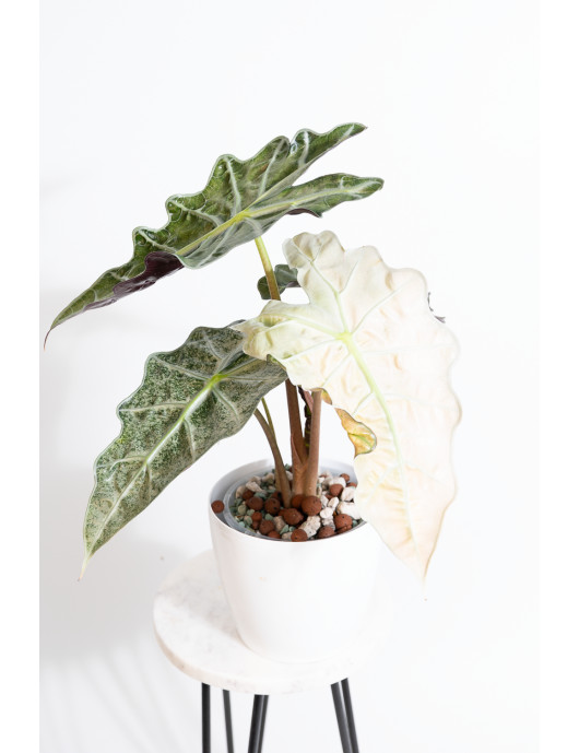 Alokazja polly rossa varie