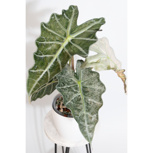 Alokazja polly rossa varie