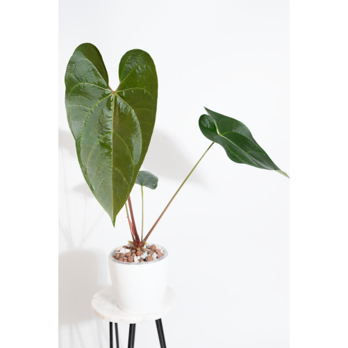 Anthurium nigrolaminum Gigi...