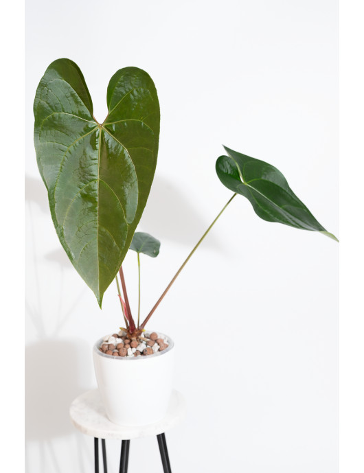 Anthurium nigrolaminum Gigi x papillilaminum