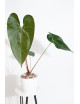 Anthurium nigrolaminum Gigi x papillilaminum