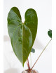 Anthurium nigrolaminum Gigi x papillilaminum