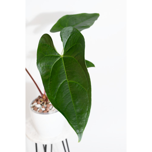 Anthurium nigrolaminum Gigi x papillilaminum