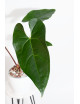 Anthurium nigrolaminum Gigi x papillilaminum