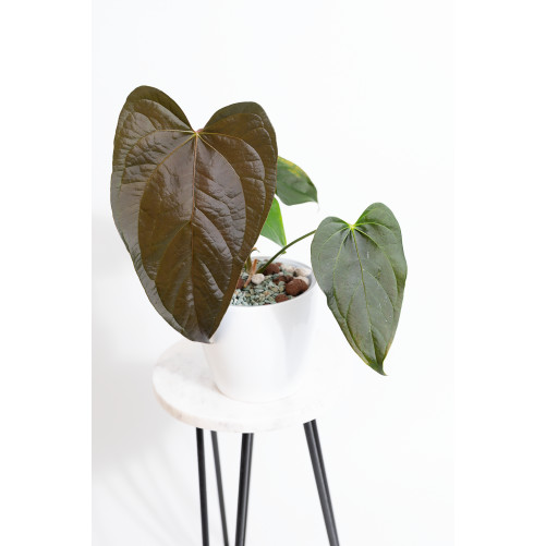 Anthurium queen of hearts