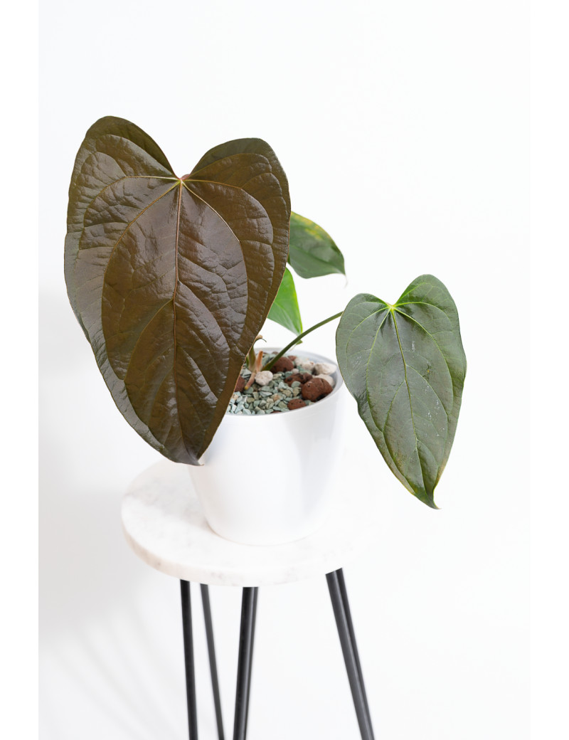 Anthurium queen of hearts