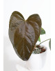 Anthurium queen of hearts