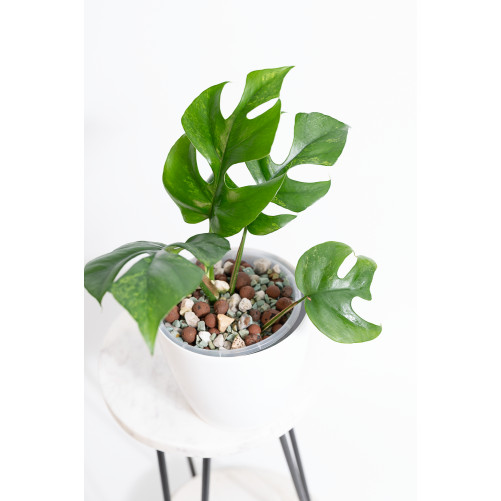 Rhaphidophora tetrasperma mint