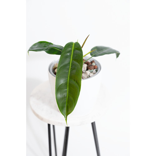 Philodendron patriciae
