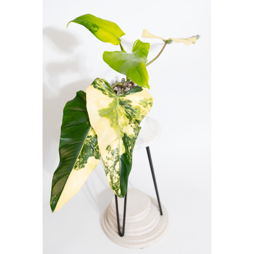 Philodendron domesticum...