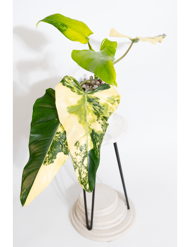 Philodendron domesticum variegata