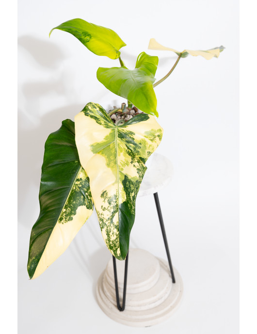 Philodendron domesticum variegata