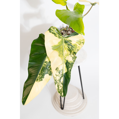 Philodendron domesticum variegata