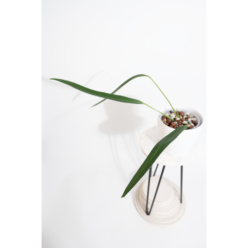 Anthurium pallidiflorum...