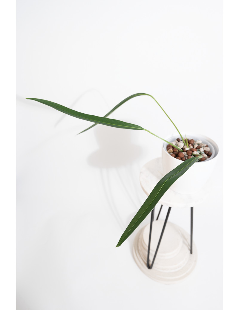 Anthurium pallidiflorum Guazhalan