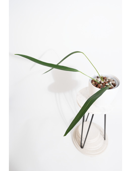 Anthurium pallidiflorum Guazhalan